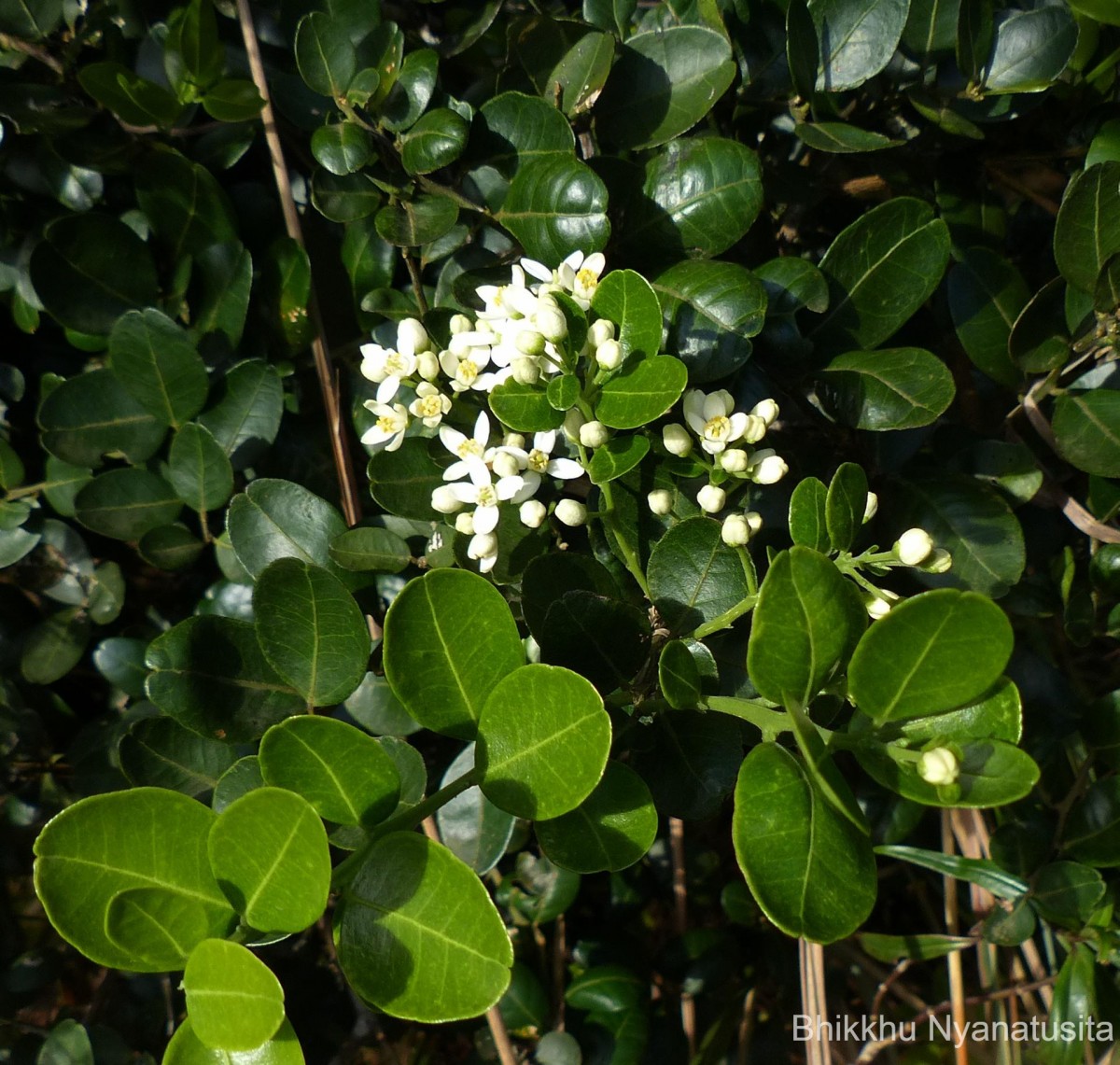 Atalantia rotundifolia (Thwaites) Yu.Tanaka